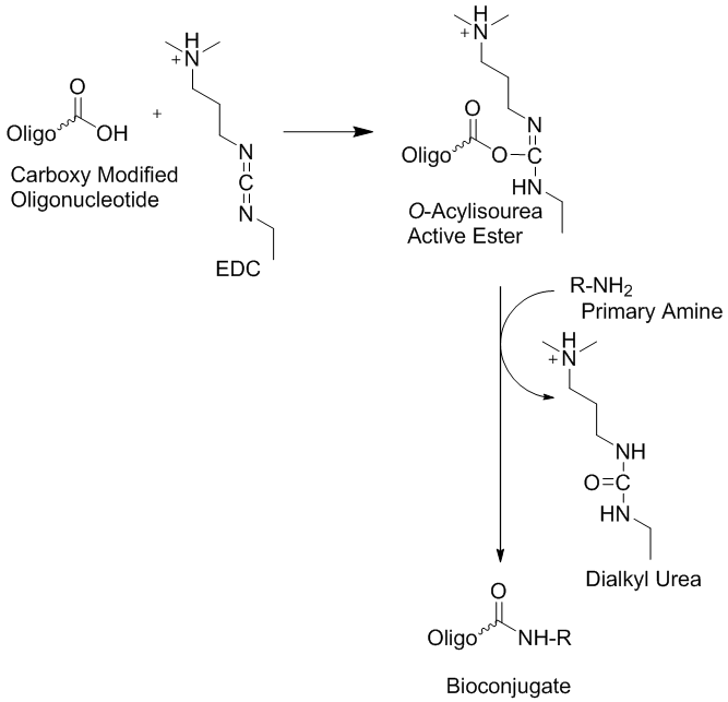 carboxyl modified oligonucleotides